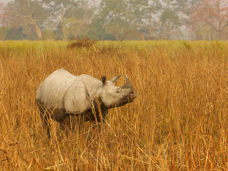 India_other_species
