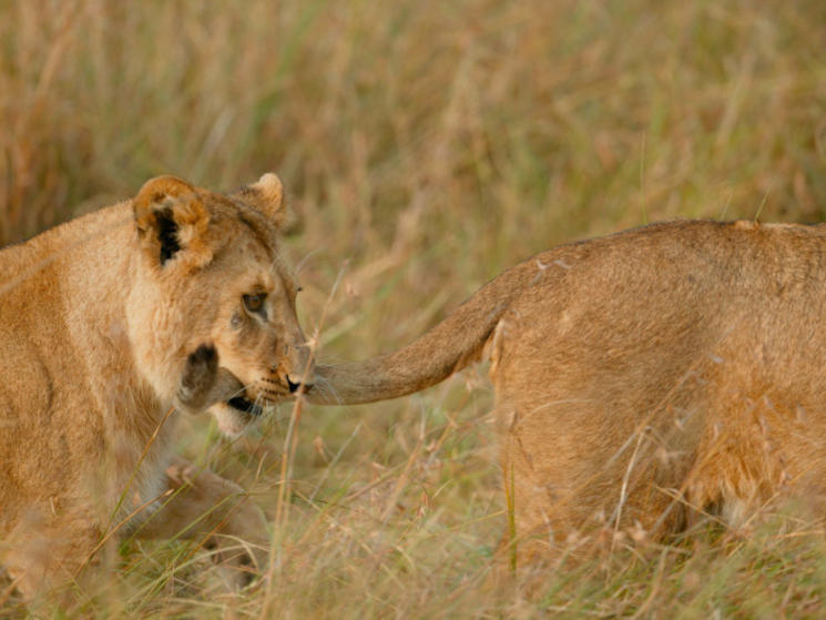 Lion_tail