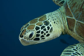 Green Turtle