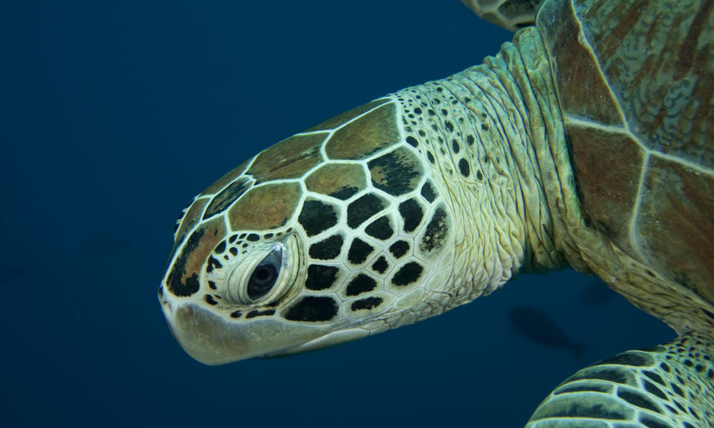 Green Turtle