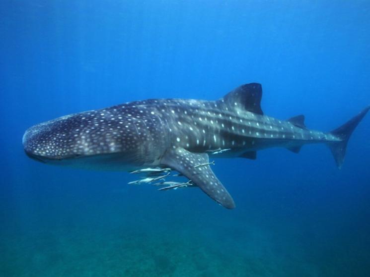 Whale_shark_philippines_tourism
