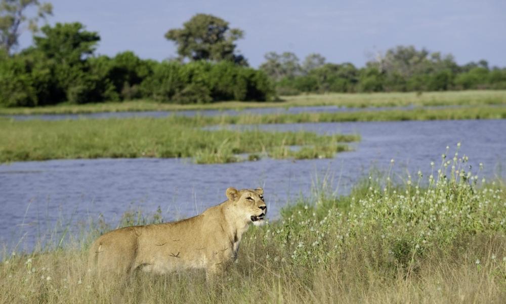 Lioness_savuti_channel_dana_allen_wilderness_safaris