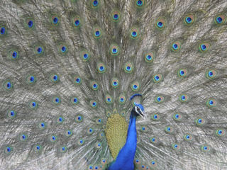Peacock_toby_sinclair