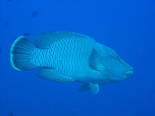 Sea Wrasse