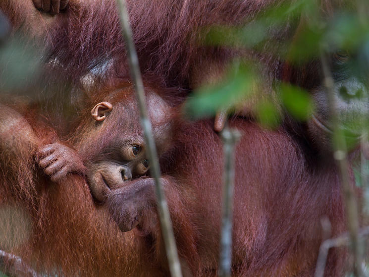 Orion_borneo_leonard_hospidor-15