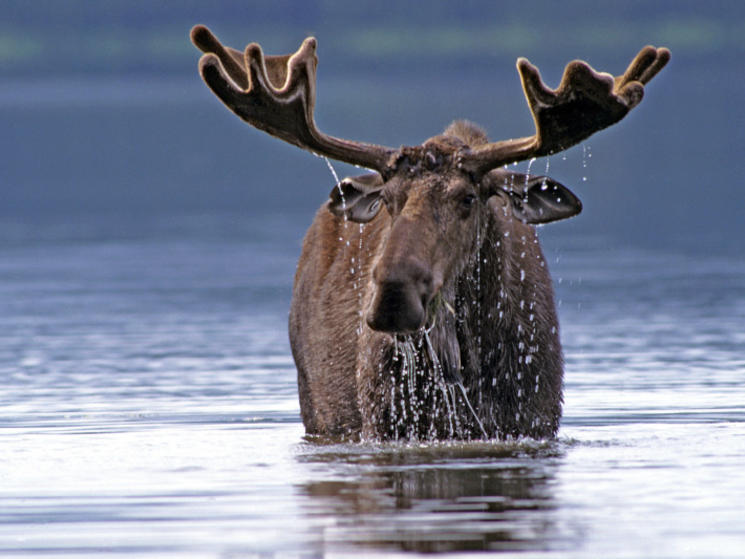 Moose