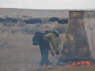 Prescribed burn on Northern Great Plains with bison