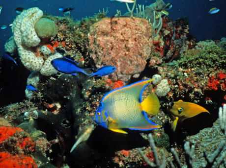 Coral Reef