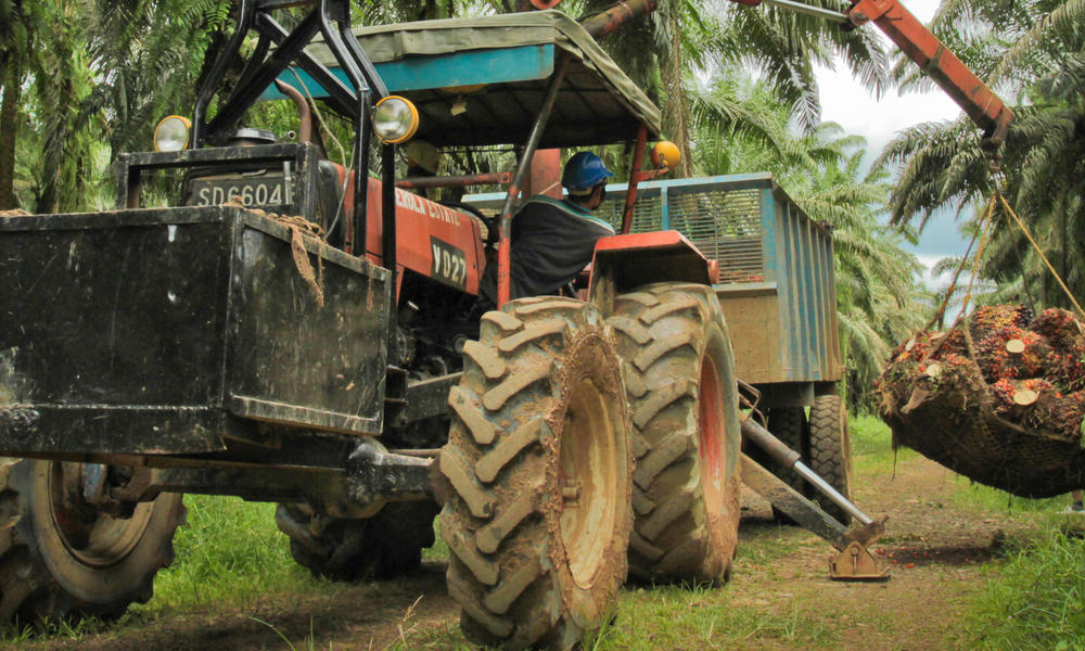 Farm tractor collecting harvested oil palm