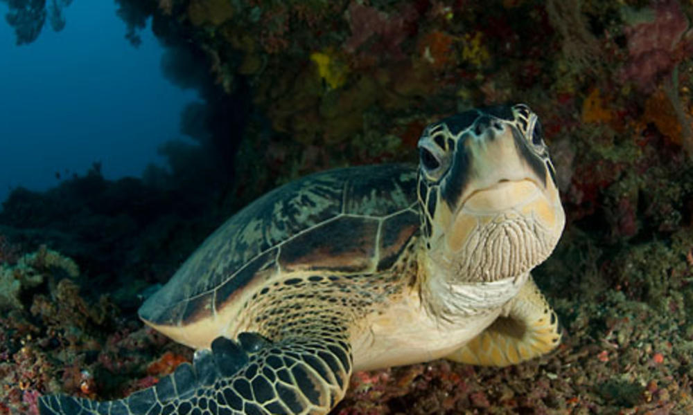 Green Turtle