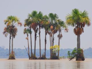 Palm stand in the Llanos de Moxos wetlands