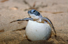 sea turtle egg mexico travel
