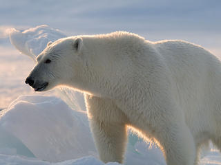Polar bear