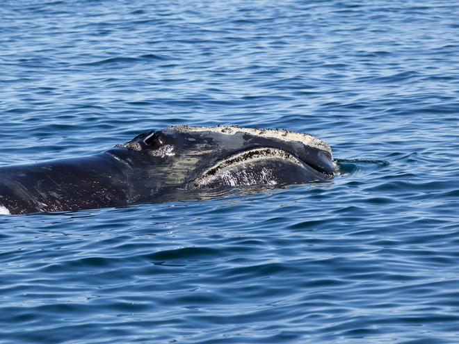 Whale And Dolphin