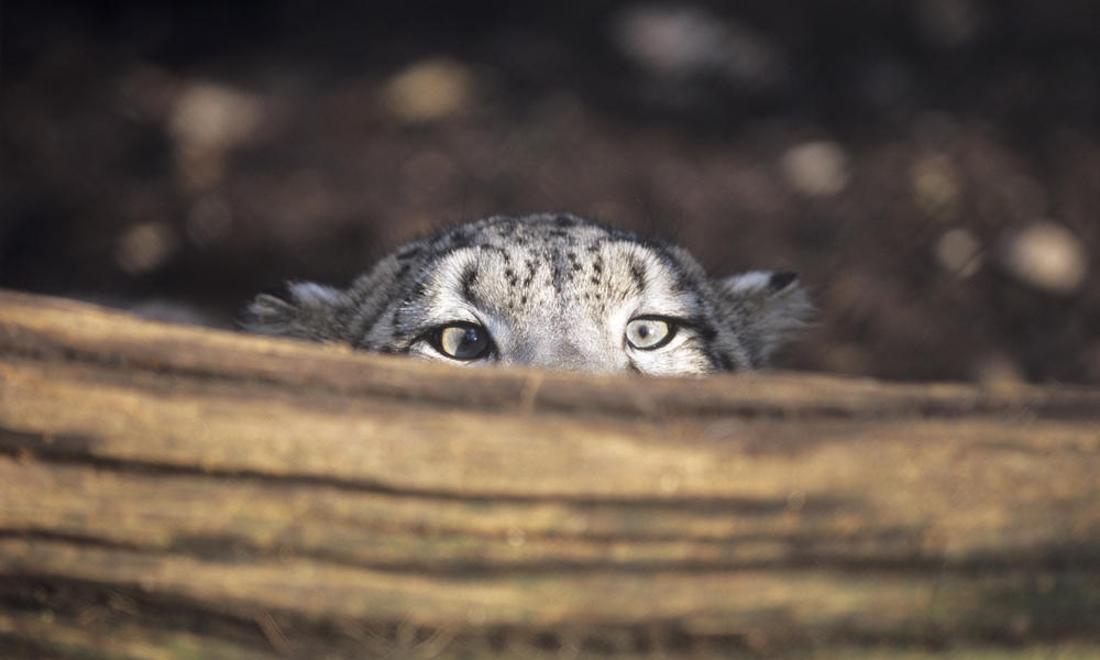 233531_david_lawson_wwf-uk