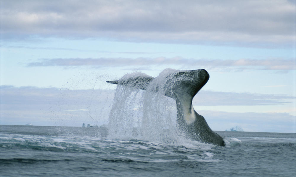 Bowhead Whale | Species | WWF