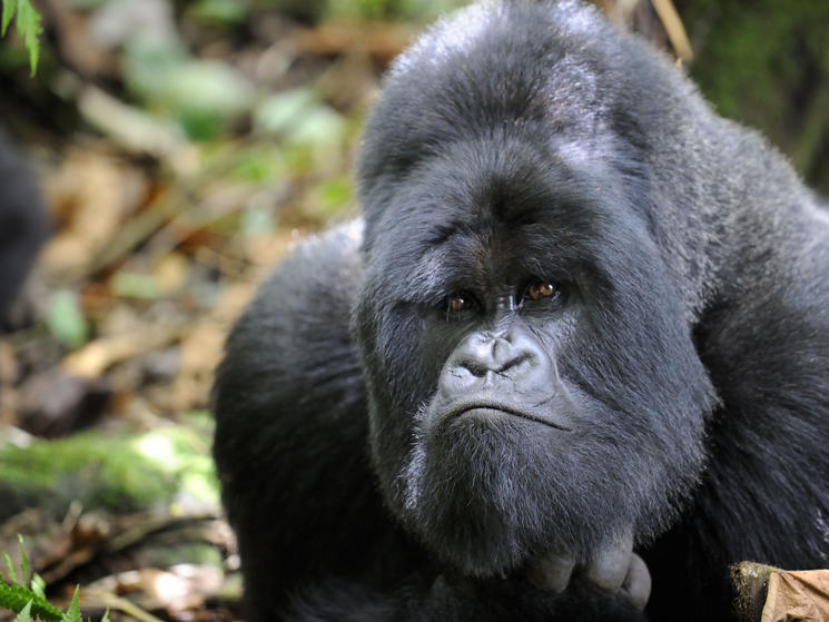 257794naturepl.com_eric_baccega_wwf-canon