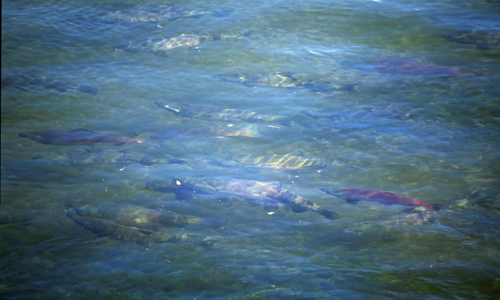 Kamchatka salmon swim upstream to spawn