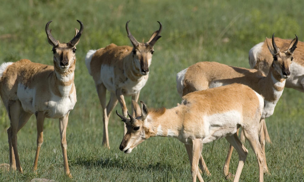 animals-of-the-northern-great-plains-stories-wwf