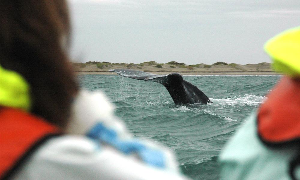 Gray Whales' Remarkable Migration | Stories | WWF