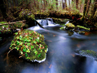 Stream in temperate forest