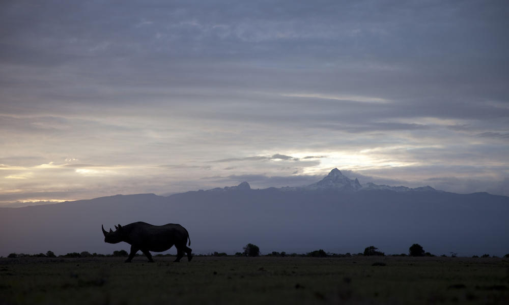 Black rhino in silhouette, Kenya