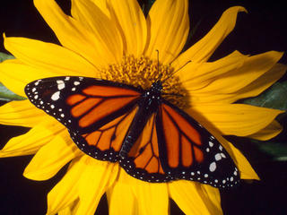 Monarch on yellow flower
