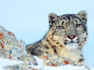 Snow Leopard