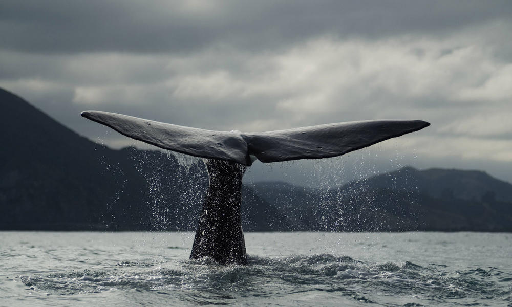 Blue Whale | Species | WWF