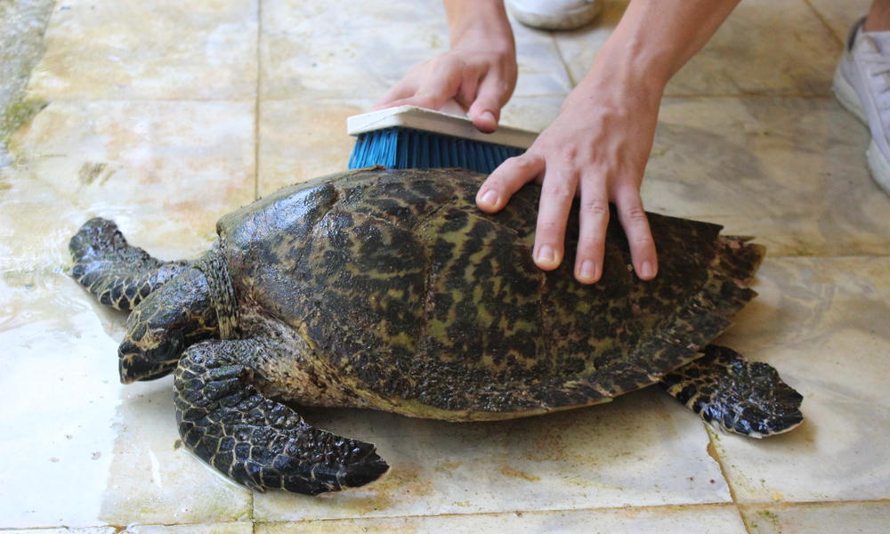 Clean hawksbill turtle_3 Photos WWF