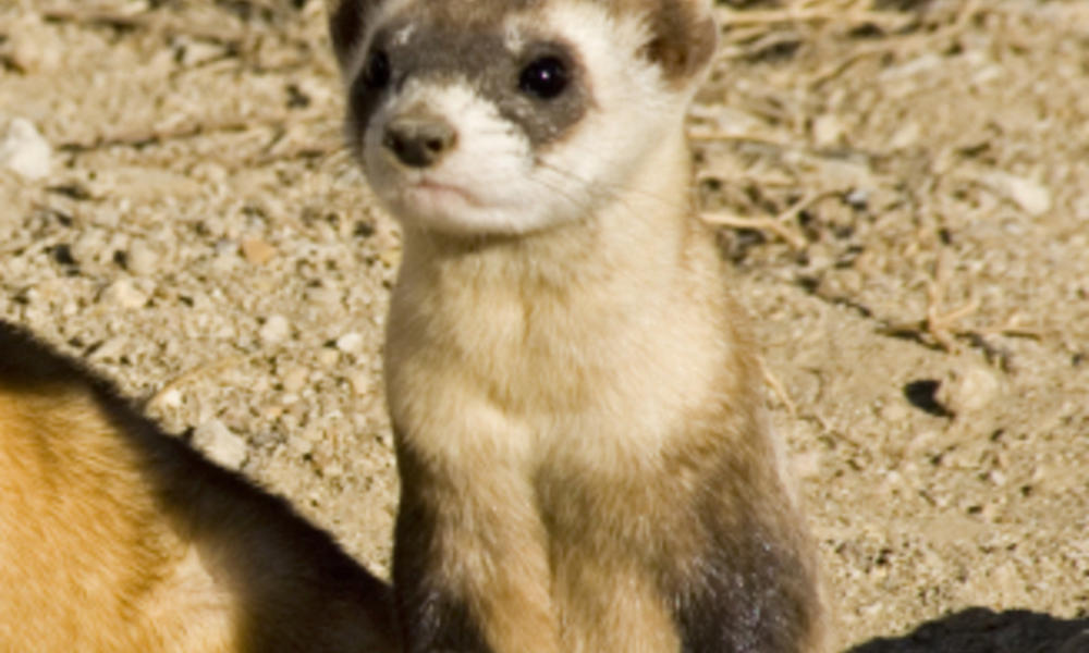Black-footed ferrets (Mustela nigripes) family group being prepared for release. Captive breeding facility, Colorado, USA