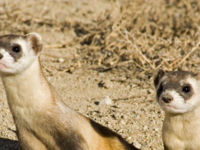 Black-footed Ferret | Species | WWF