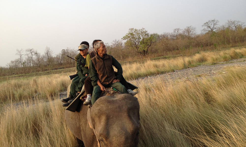 tracking tigers on elephant