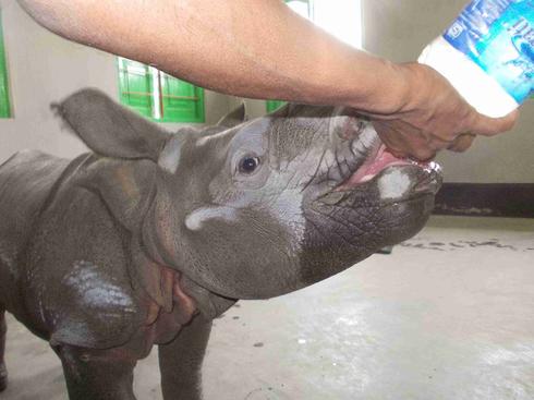 baby rhino