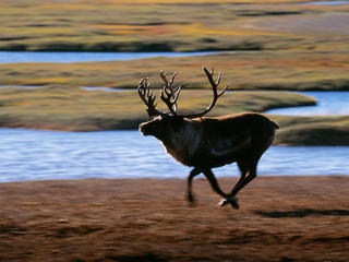 Caribou running
