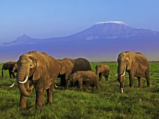 Elephant_08_13_2012_corporate-partners
