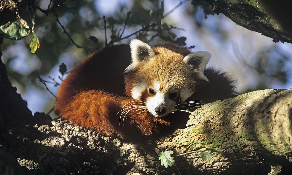 Where Do Red Pandas Live? And Other Red Panda Facts | Stories | WWF