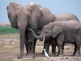 AFrican Elephants