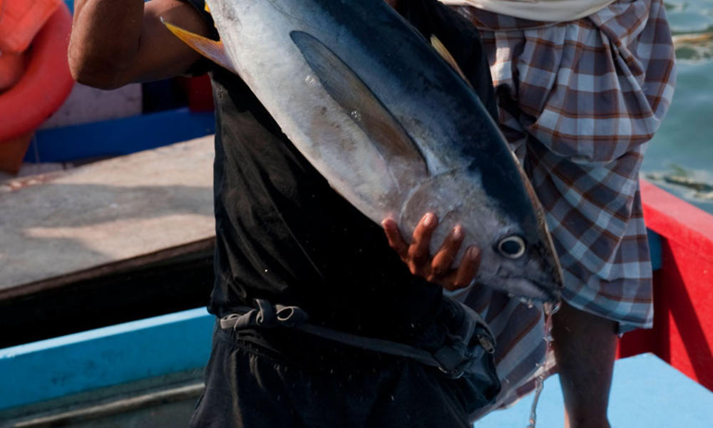 skipjack tuna fisherman delivering catch