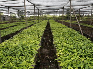 Nursery trees Indonesia