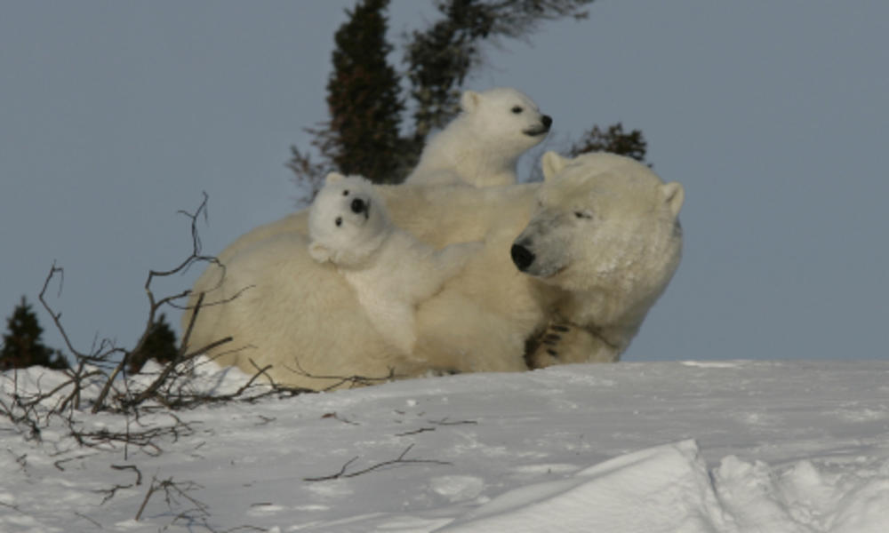 Web_201271