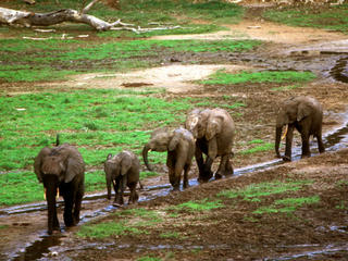 elephants walking