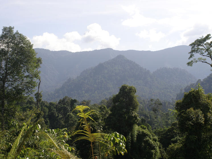 Borneo-and-sumatra-what-wwf-doinghi_113455