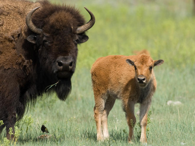 Picture Of Bison