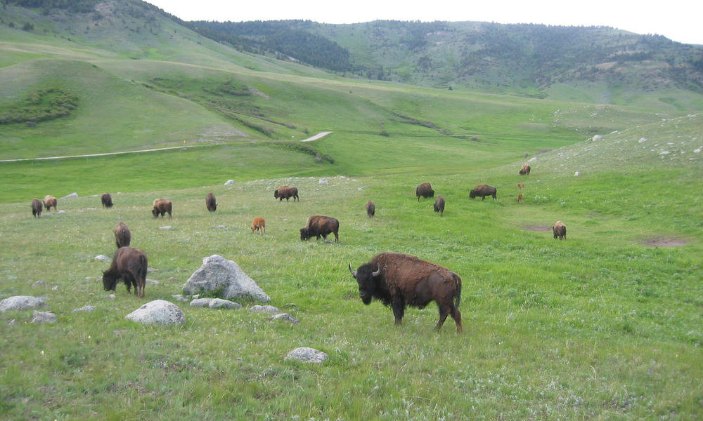 Bison Plains Plains_Bison_Threats_Image_202604