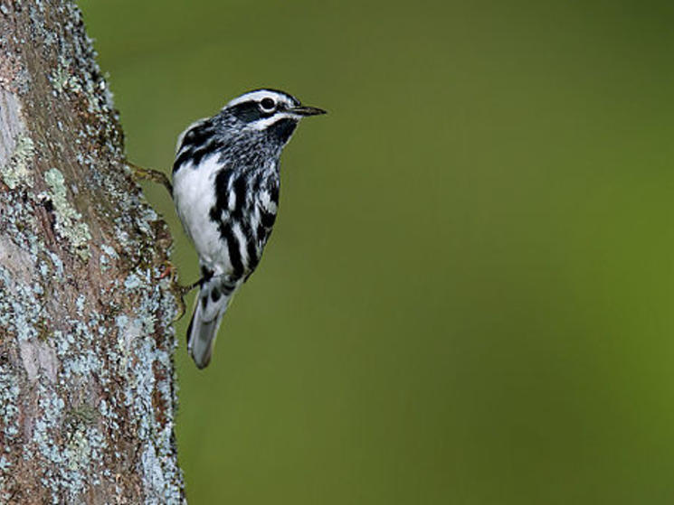 Black-and-white-warbler-1