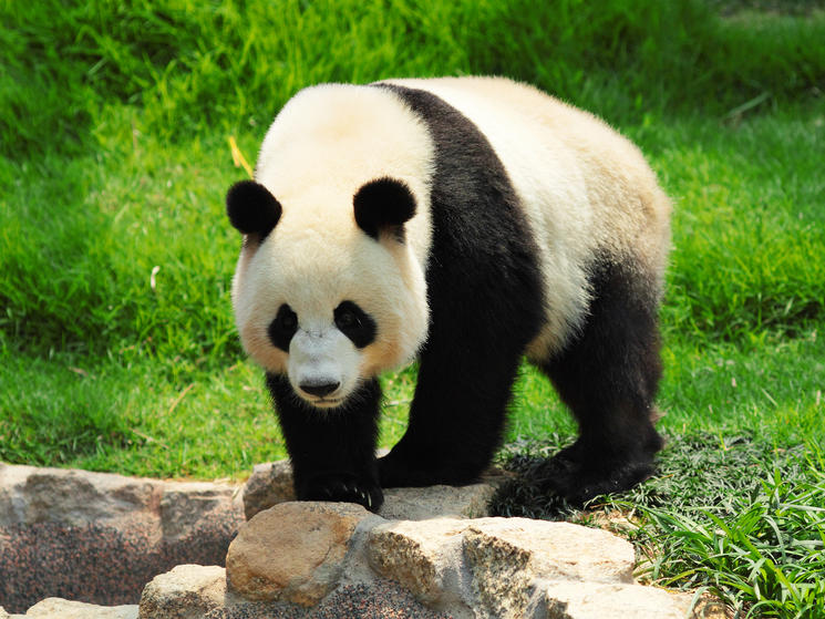Giant-panda-shutterstock_86500690