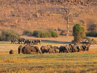 KAZA elephants