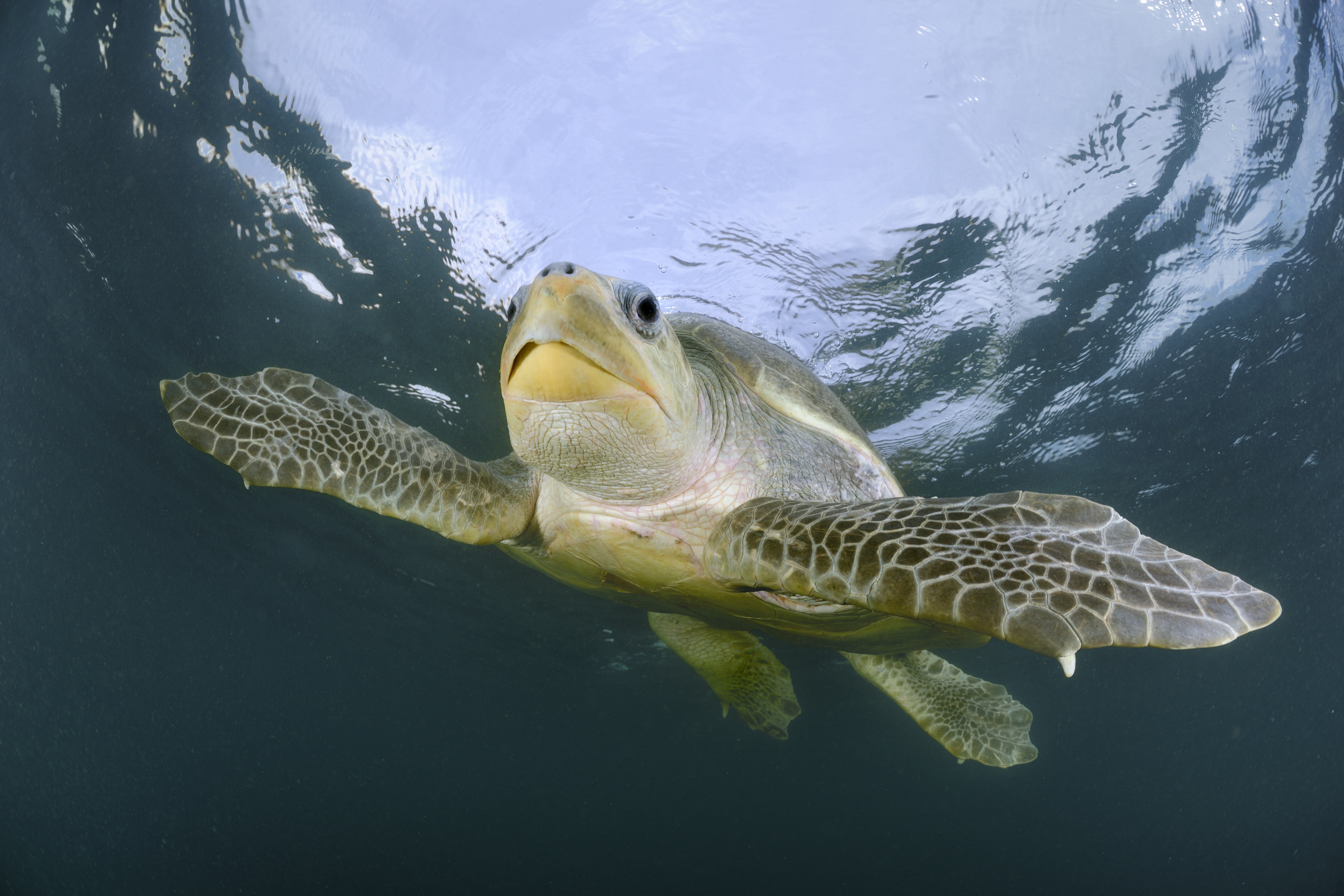 olive-ridley-turtle-species-wwf