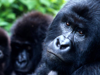 virunga gorilla